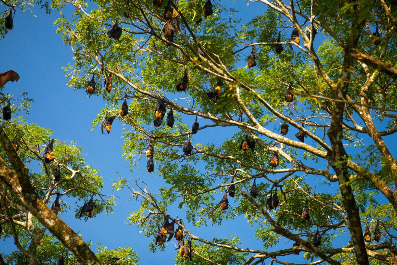 Digusting Flying Fox Council adopts new policy to deal with Flying Foxes | Whitsunday News